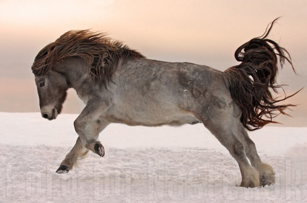 Мохнатые якутские лошади