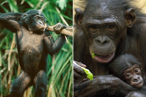 Шимпанзе бонобо любят поговорить о еде.