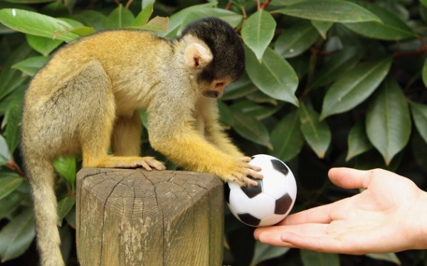 Обезьянки в зоопарке поиграли с футбольным мячом