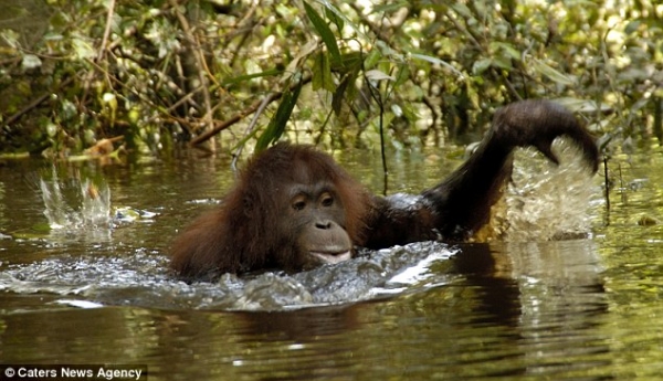 Орангутаны умеют плавать и ловить рыбу