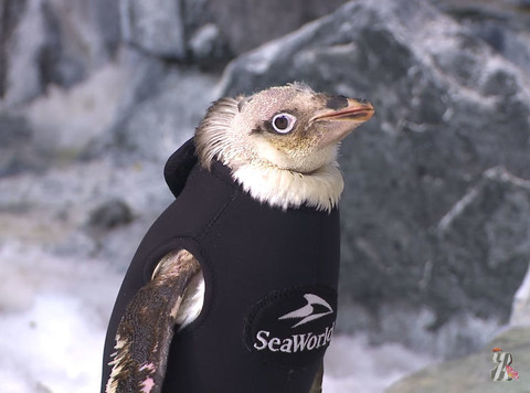 В океанариуме США пингвину подарили дизайнерский пиджак