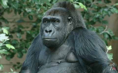 Гражданская война в Конго привела к почти полному вымиранию горилл