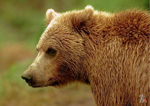 В России медведь напал на женщину, которая хотела его покормить