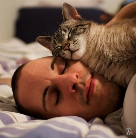 Коты - лучшее природное снотворное