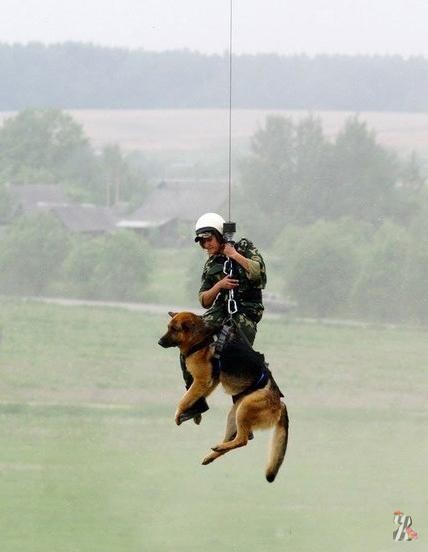 В Африке браконьеров ловят собаки-парашютистки