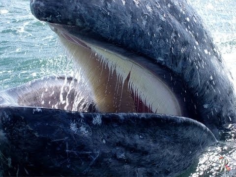 Водолаз заявил, что его в Баренцевом море «чуть не проглотил» кит