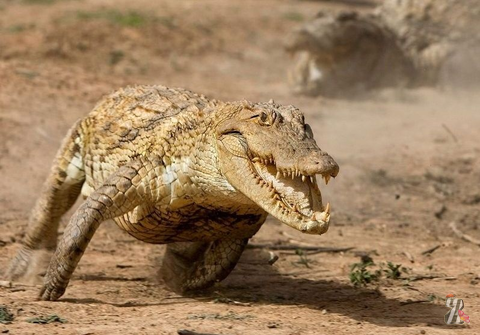 В Австралии - бега крокодилов и жаб