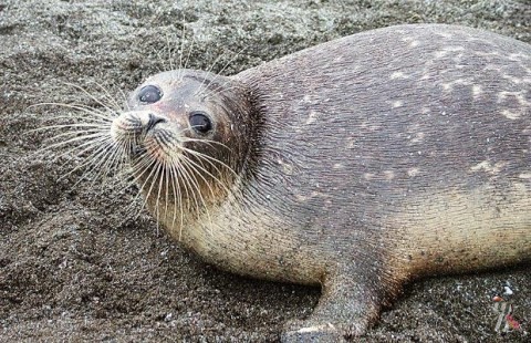 В Дагестане нашли сотни мертвых каспийских тюленей