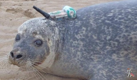GPS раскрыл тайну массовой гибели тюленей