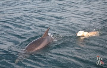 Дельфин и собака – пара настоящих друзей