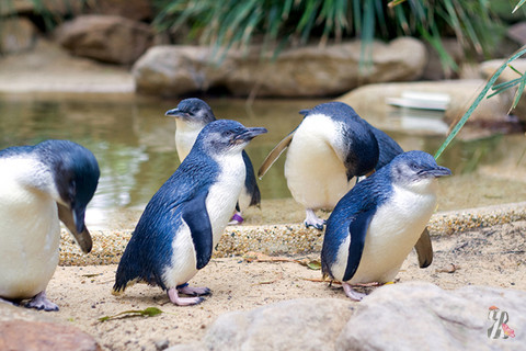 В Новой Зеландии пингвины ходят к океану по специальному подземному переходу