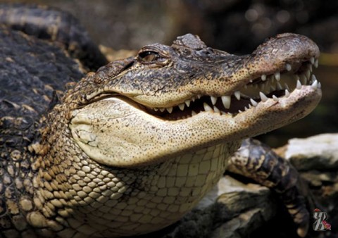 Австралийка получила предложение руки и сердца в… загоне с крокодилами