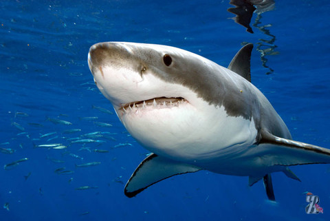 Отважный водолаз прогнал акулу видеокамерой