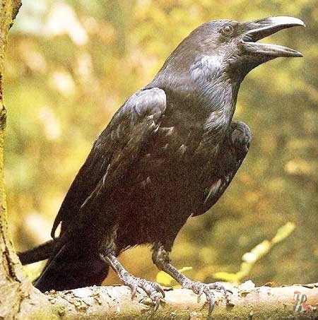 Найти спрятавшуюся алиментщицу приставу помогла… ворона