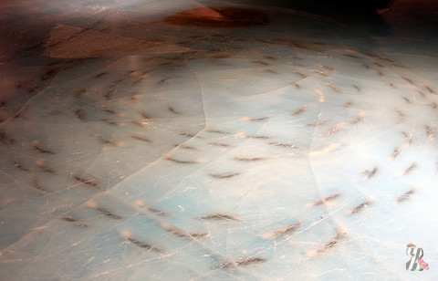 Владельцы катка в Японии для привлечения посетителей вморозили в лед 5 тысяч рыб