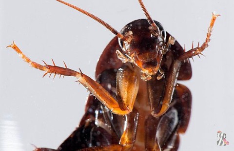 Королевское общество защиты животных выступило в защиту… тараканов
