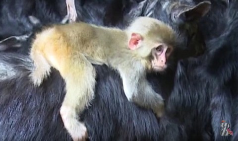 В Китае маленькая обезьянка выбрала своей мамой… козу