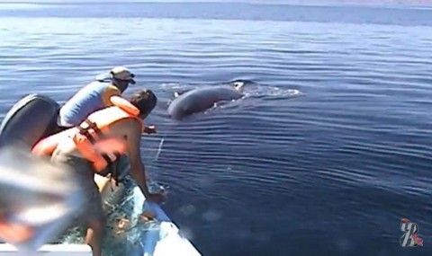 История спасения молодого кита