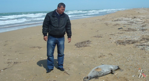 В Дагестане нашли сотни мертвых каспийских тюленей