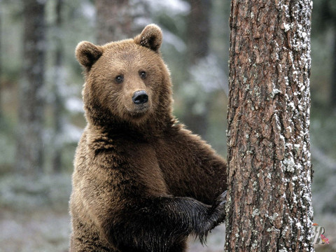Медведь пугает граждан смоленской деревни