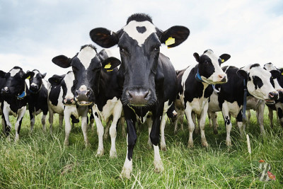 Ученые предупредили об опасности для нашей планеты, которая исходит от… коров