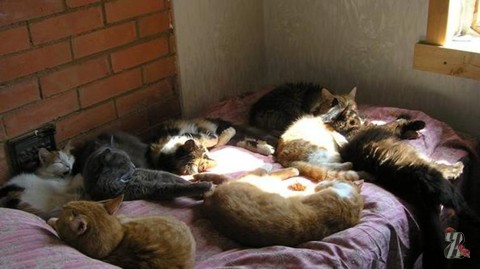 В Калифорнии пенсионерка завела дома 300 кошек
