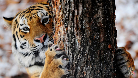 В индийском зоопарке тигрица обиделась на посетителей и… сбежала