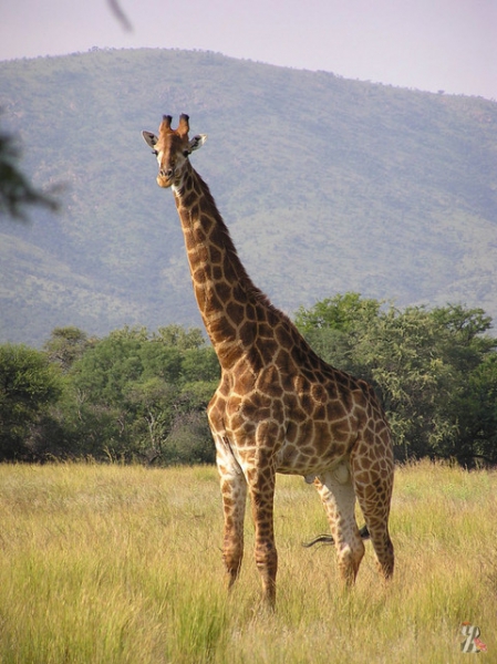 Ученые сообщили, что жирафы вымирают, и объяснили почему