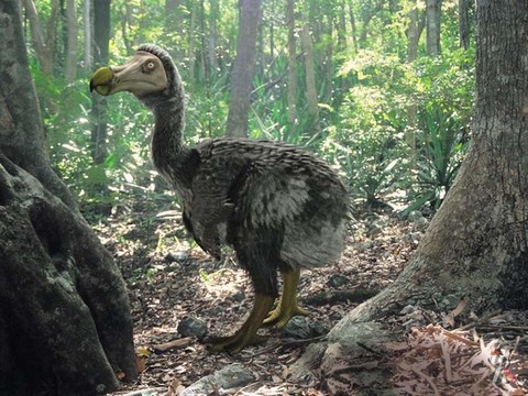 В Великобритании на аукционе продали скелет ископаемой птицы додо