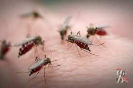 В американском Висконсине с преступностью борются даже комары